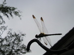 20110729 蜻蛉