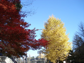 20081207 上野公園1紅葉と銀杏.JPG