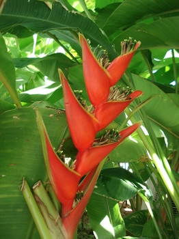 20081230 熱帯植物.JPG