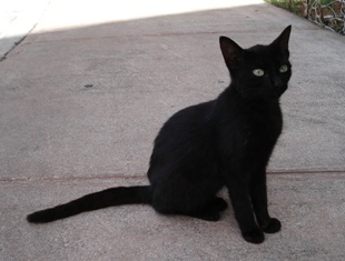 20081230 黒猫.JPG