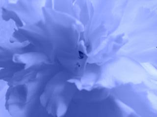 20090401 ｶｰﾈｰｼｮﾝ blue.jpg