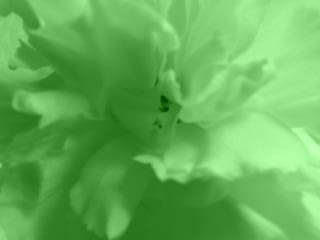 20090401 ｶｰﾈｰｼｮﾝ green.jpg