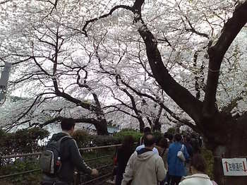 20090405 千鳥が淵の桜6.JPG