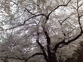 20090405 千鳥が淵の桜8.JPG