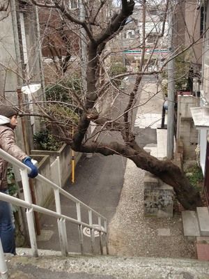 20100111 港七福神 15六本木 桜の木.JPG