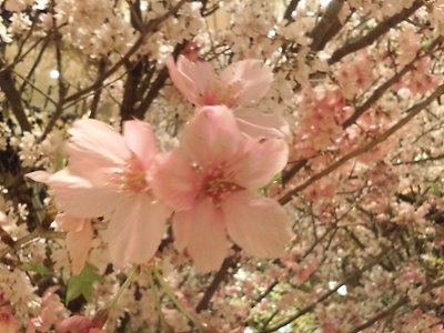20100319 ﾐｯﾄﾞﾀｳﾝ桜装飾3.JPG