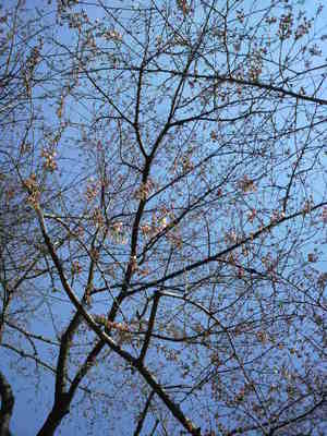 20100327 赤塚溜池公園の桜.JPG