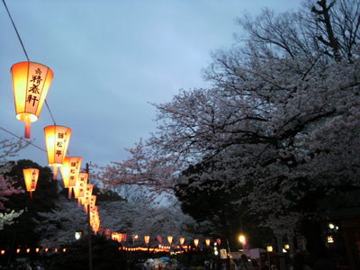 20100404 上野公園の桜12.JPG