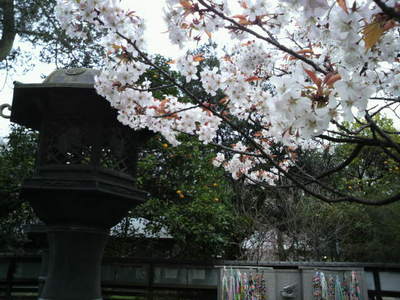 20100404 上野公園の桜15.JPG