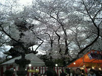 20100404 上野公園の桜16.JPG