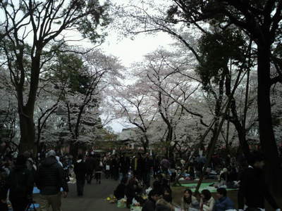 20100404 上野公園の桜2.JPG