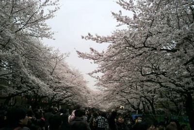 20100404 上野公園の桜4.JPG