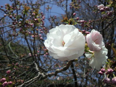 20100410 上野公園の桜1ｲﾁﾖｳｻﾞｸﾗ.JPG