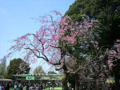 20100410 上野公園の桜2ｼﾀﾞﾚｻﾞｸﾗ.JPG