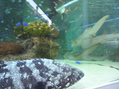 20100810 Sony Aquarium沖縄美ら海水族館1.JPG