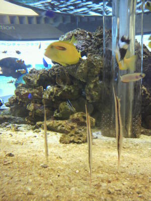 20100810 Sony Aquarium沖縄美ら海水族館2.JPG