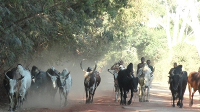 20100815 8ﾑﾙﾝﾀﾞｳﾞｧ3こぶ牛の群れs.JPG
