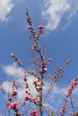 20110327 鳴門ﾊﾟｰｸﾋﾙｽﾞ桃の花.JPG