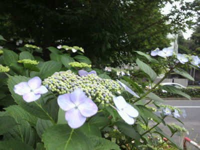20110605 ﾌﾟﾗﾁﾅ通り紫陽花.jpg