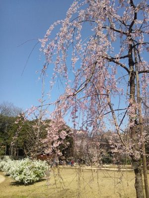 20120408 桜＠白金台どんぐり児童遊園.JPG